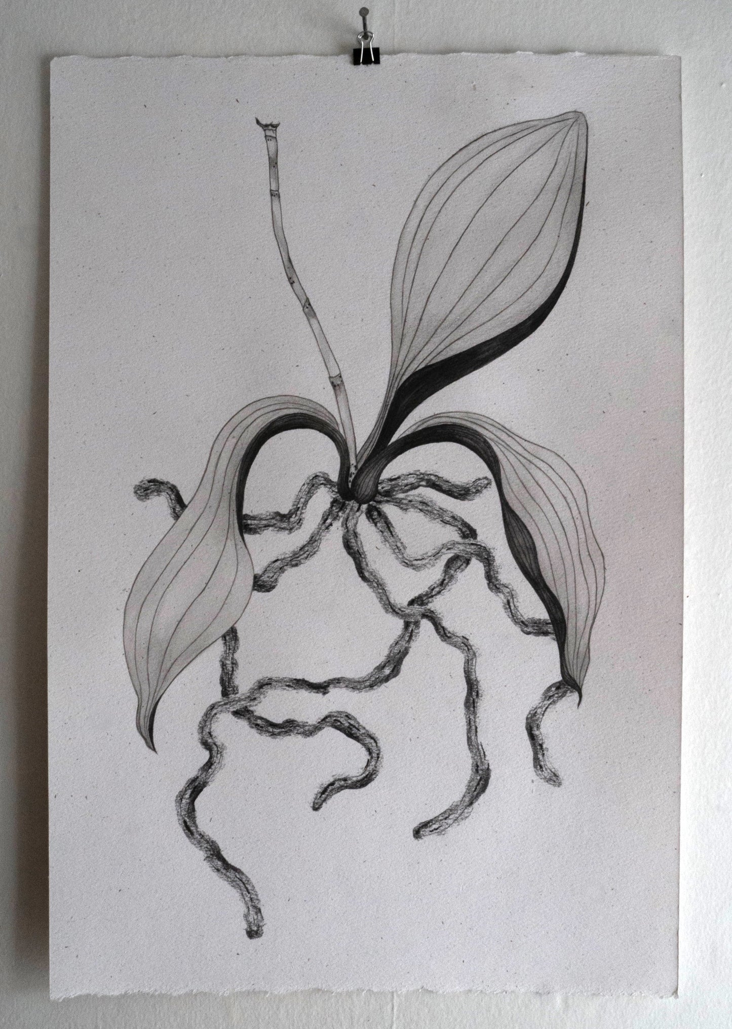 Study of a moth orchid #1